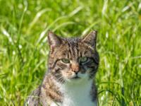 Katze getigert mit weißem Latz